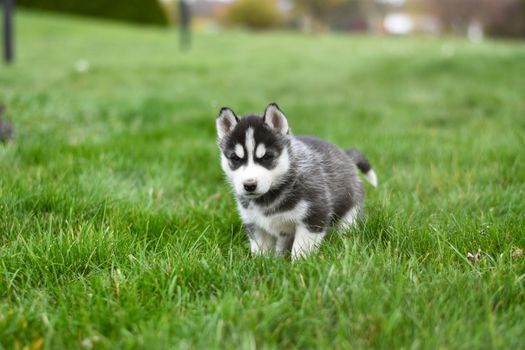 Husky Healthy Weight Chart: Complete Guide for Owners
