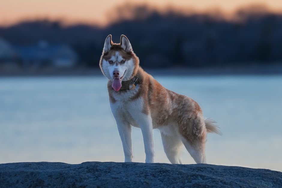 Why Weight Matters for Your Siberian Husky