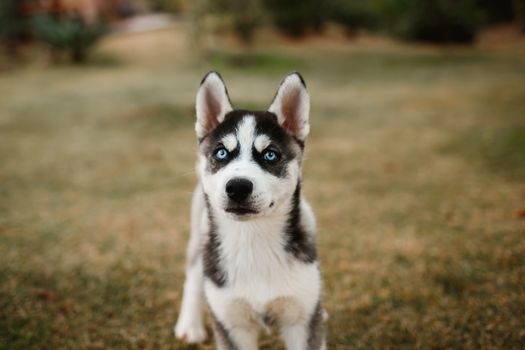 Husky Lifespan Guide: How Long Do Siberian Huskies Live?