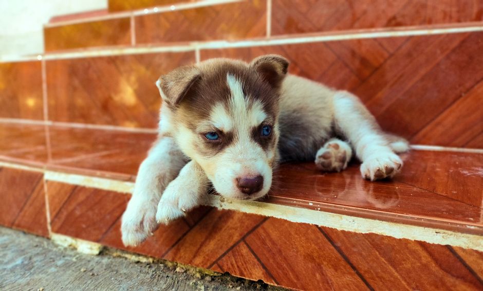 Factors That Influence Husky Lifespan