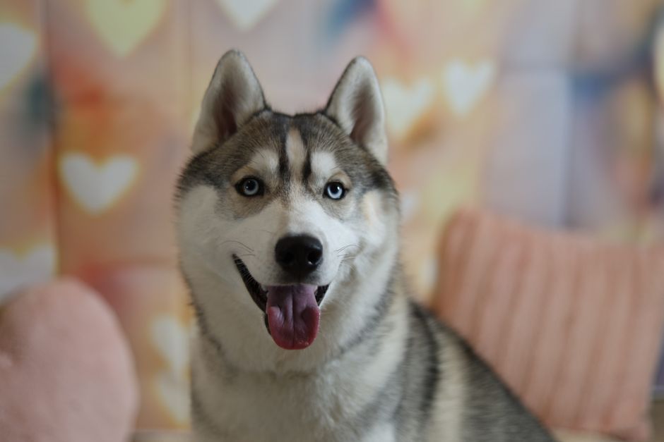 Best Food for Husky with Sensitive Stomach
