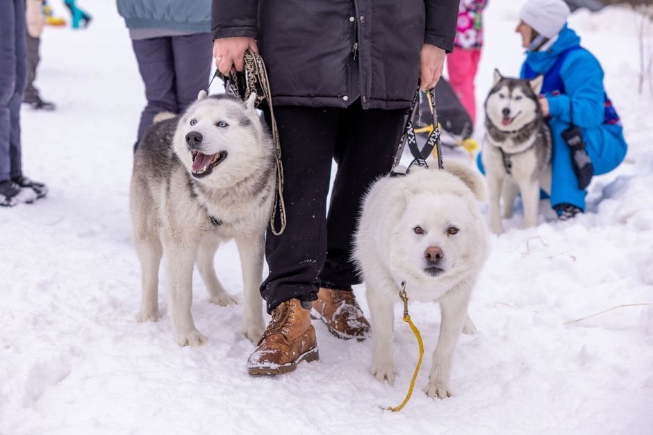 Introduction to Husky Training for Beginners