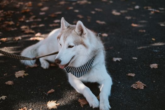 Senior Husky Care: Complete Guide to Aging Well