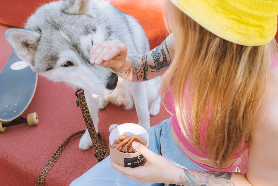 Why Treat-Based Training Works for Huskies