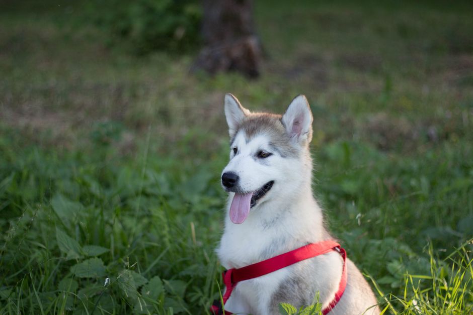 Basic Obedience Commands Using Treats
