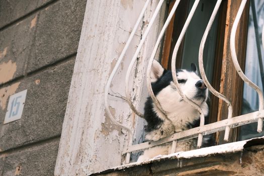 Husky Separation Stress: Causes, Signs & Solutions Guide