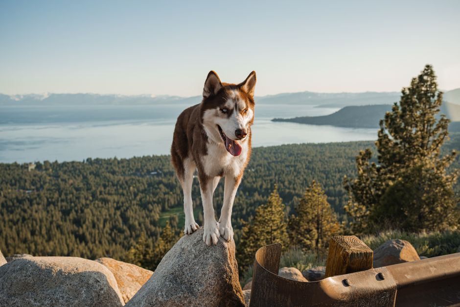 Understanding Separation Stress in Siberian Huskies