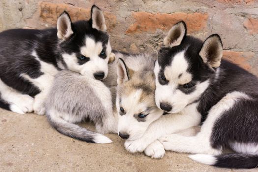 Complete Husky Puppy Vaccine Chart: Schedule & Tips
