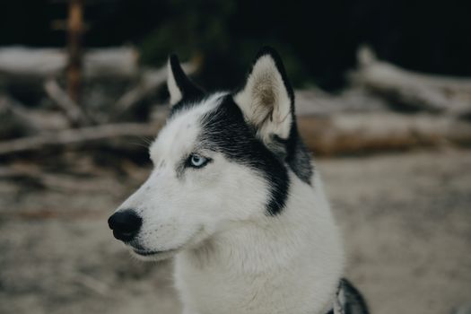 Husky Parasite Prevention: Complete Guide for Owners