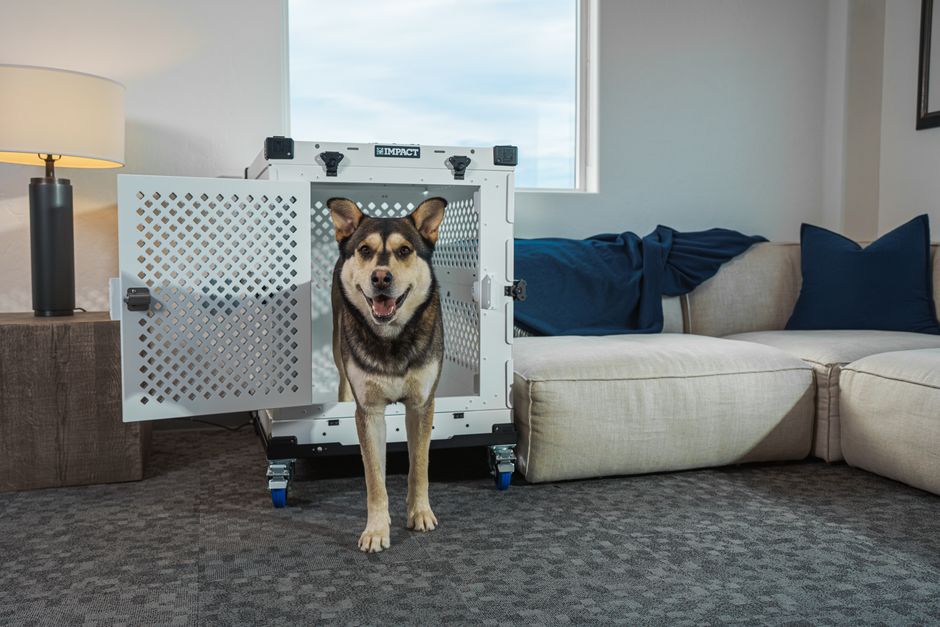 Why Crate Training Matters for Huskies