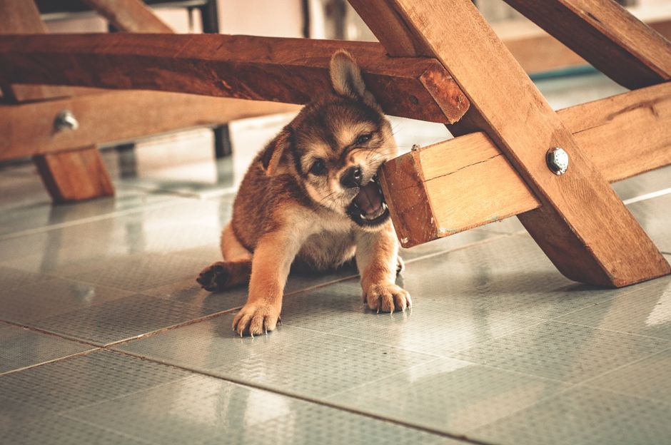 The Dangers of Chewing Furniture