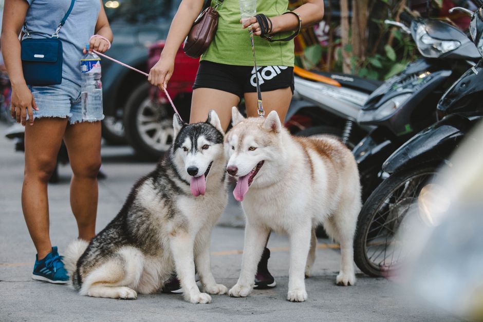 Why Is My Husky Afraid of People?