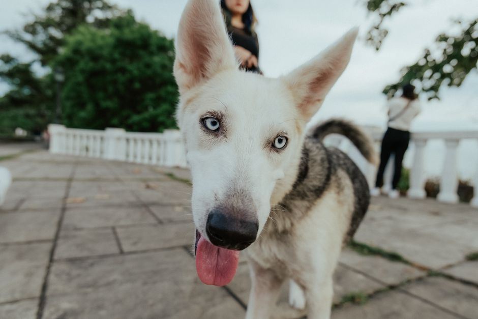 Common Causes of Fear of People in Huskies