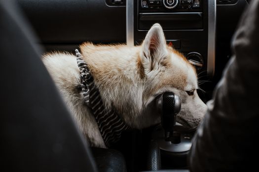 Husky Car Ride Training: A Complete Step-by-Step Guide