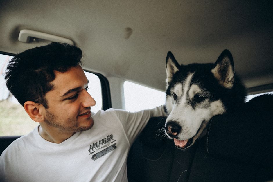 Preparing Your Husky for Car Rides