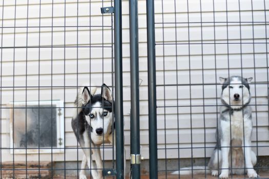 Husky Overprotective Behavior: Causes, Signs & Solutions