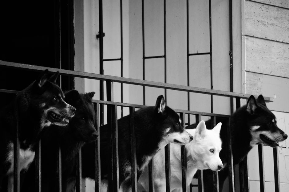 Signs of Overprotective Behavior in Your Husky