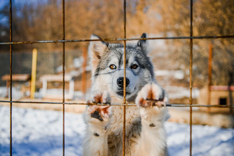 Causes of Overprotective Behavior in Siberian Huskies