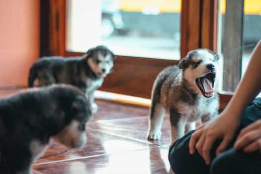 Husky Barking at Strangers Training: Complete Guide