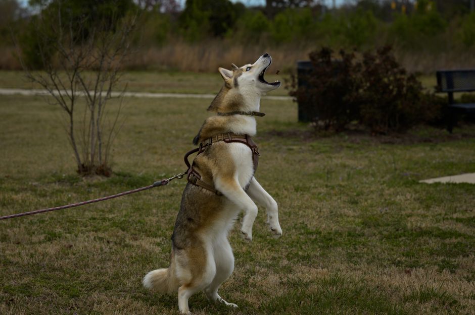 The Difference Between Protective Barking and Attention Barking