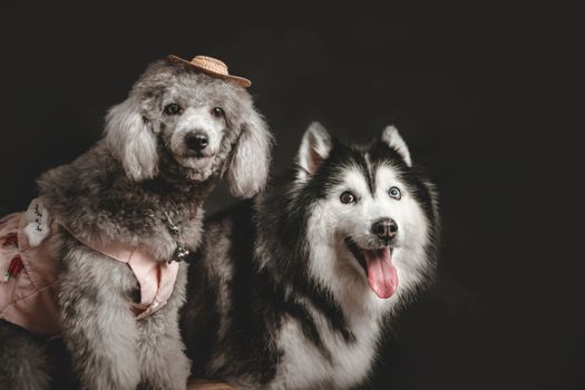 Husky Skin Care Routine: Complete Guide