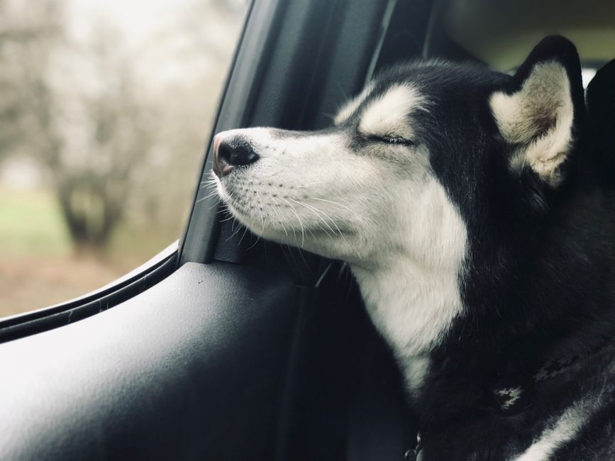 Essential Steps in a Husky Skin Care Routine