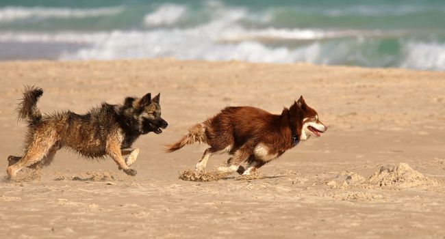 Husky Prey Drive Training: Manage Your Sled Dog's Instincts