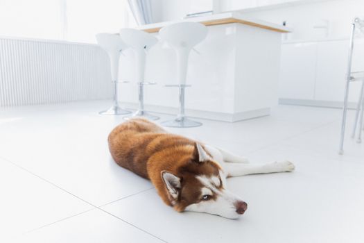 Husky Ear Cleaning Guide: Step-by-Step for Healthy Ears
