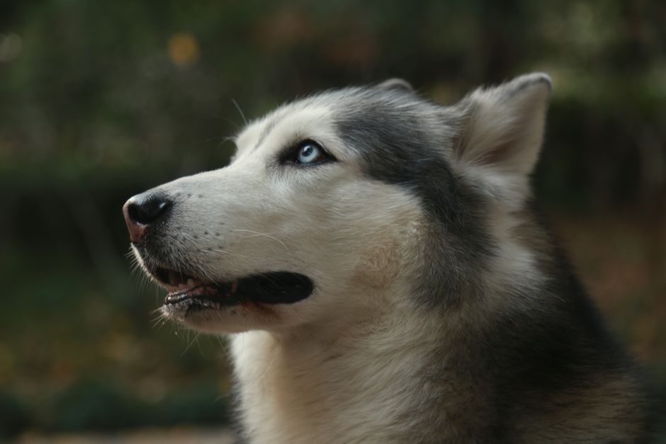 Why Ear Cleaning is Important for Your Siberian Husky