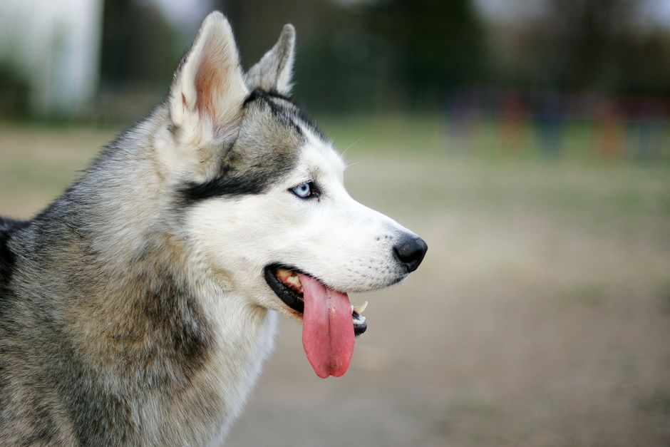 Understanding Husky Ear Anatomy