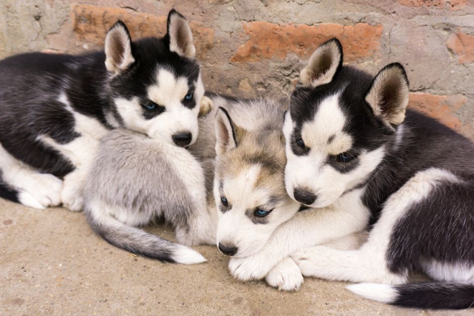 Choosing the Right Puppy Food