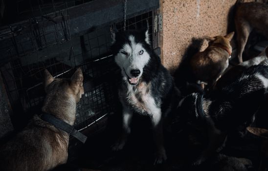 Husky Excited Peeing: Causes and Training Solutions