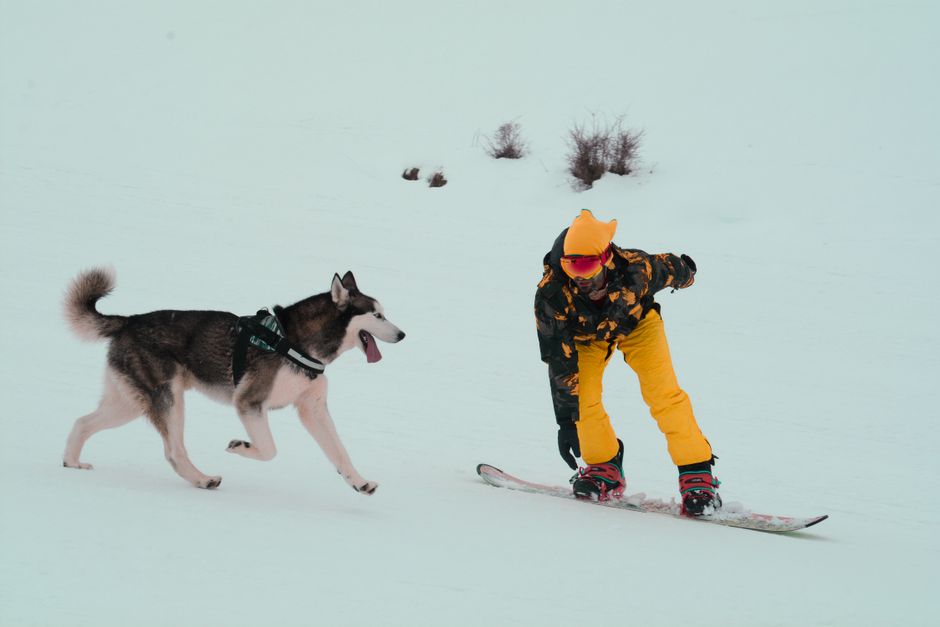 Is Excited Peeing Normal in Huskies?