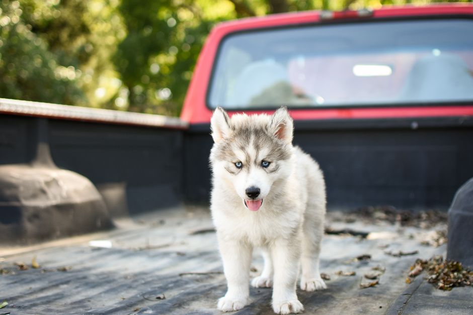 Tools and Products for Husky Teeth Cleaning