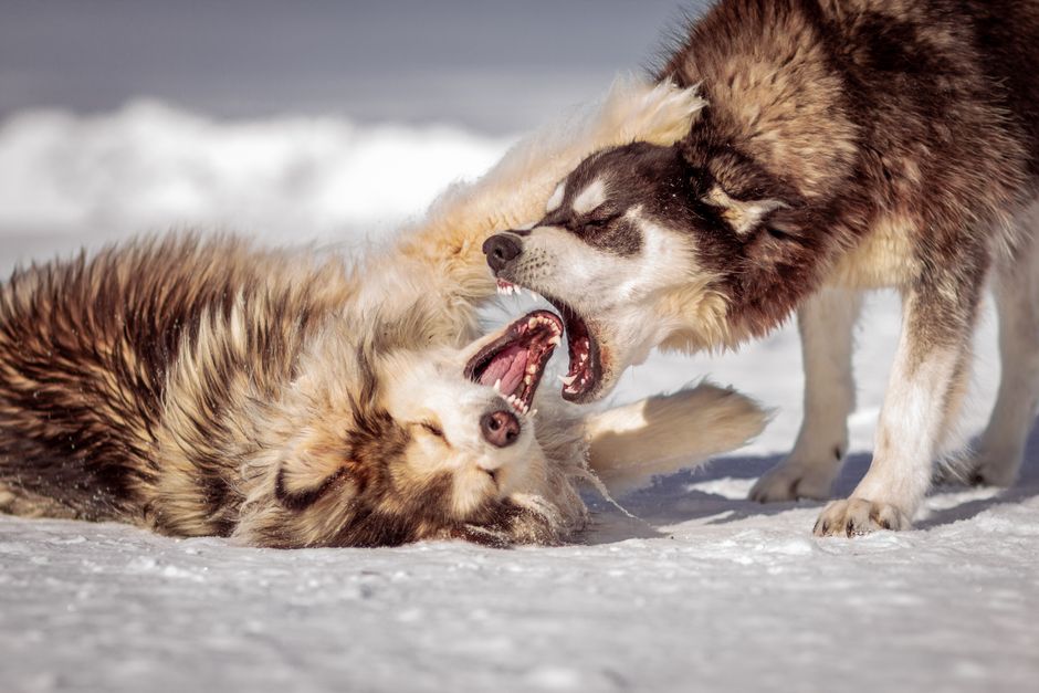 Why Are Huskies Prone to Food Aggression?