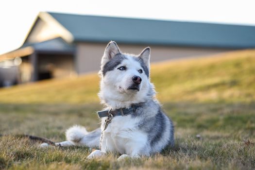 Husky Refuses Commands? 7 Reasons & Solutions