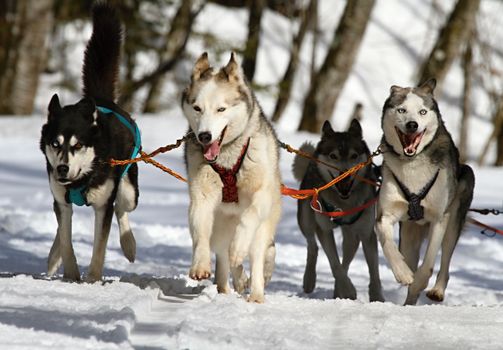 Husky Running Away Training: Proven Tips to Stop Escapes
