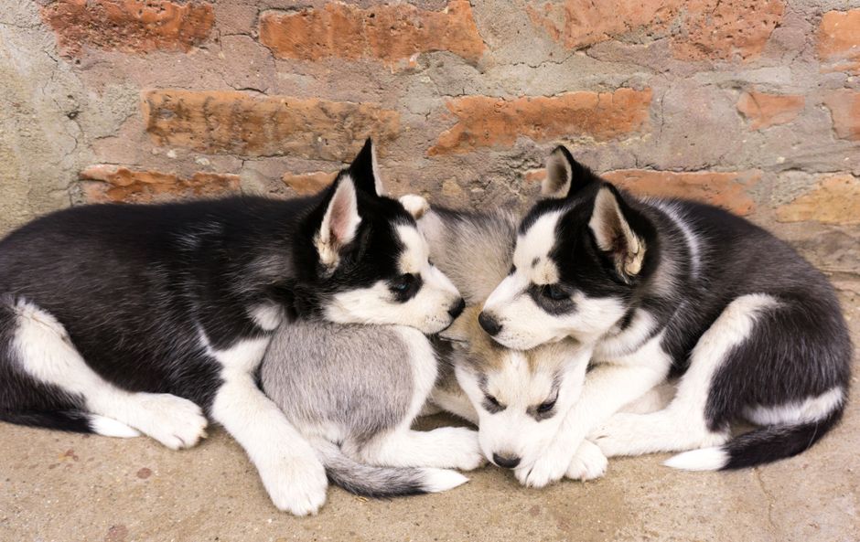 Is Screaming Normal for Husky Puppies?