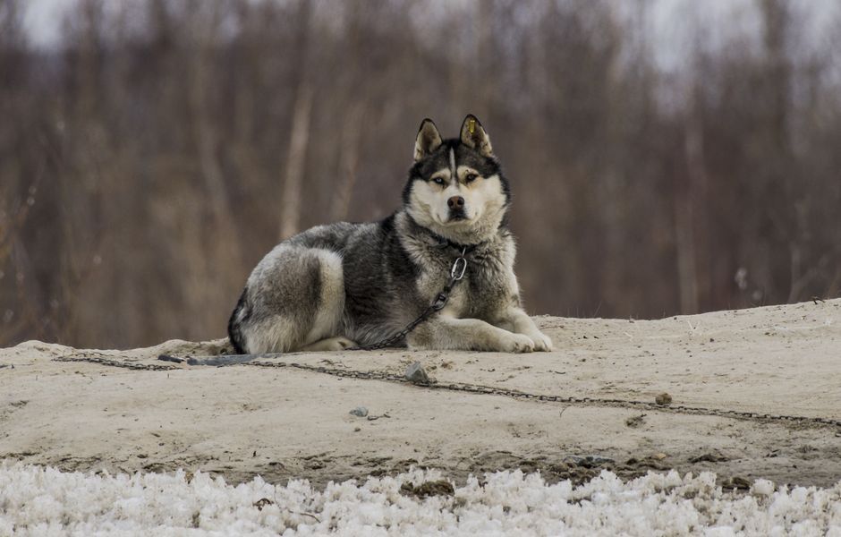 Why the Down Command is Crucial for Your Husky