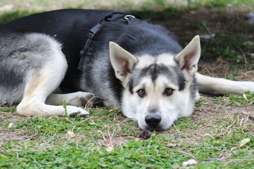 Husky Down Command Training – Step-by-Step Guide