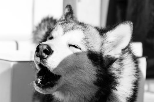 Husky Fetch Training: Step-by-Step Guide for Owners