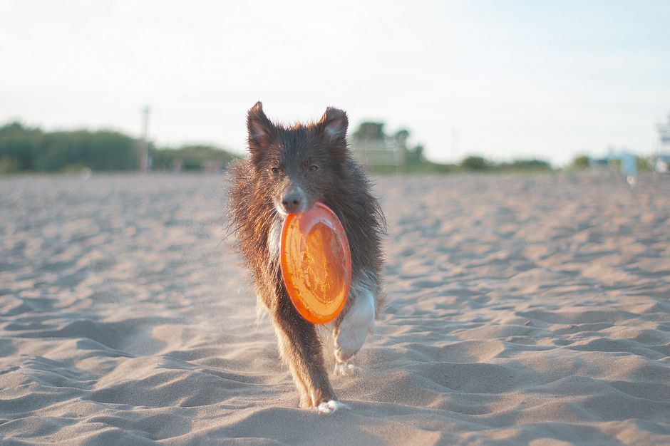 Introduction to Fetch Training for Your Siberian Husky