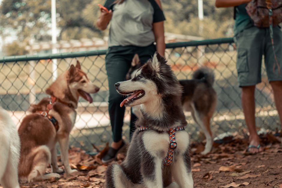 Step 1: Choosing the Right Fetch Toy