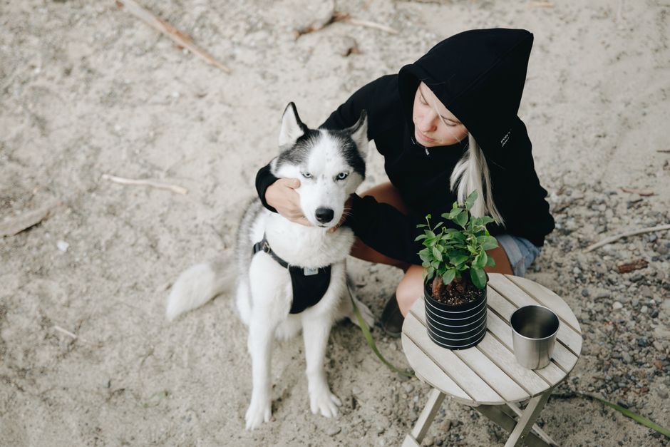 Why Hot Weather Affects Your Husky's Diet