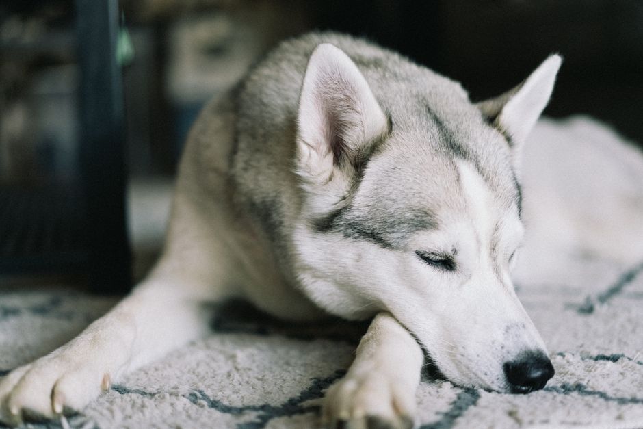 How to Choose the Best Dog Food for Senior Huskies