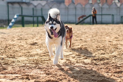 Husky Endurance Training: Tips and Plan for Your Siberian Husky