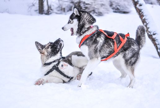 Husky Winter Exercise Training: Complete Guide
