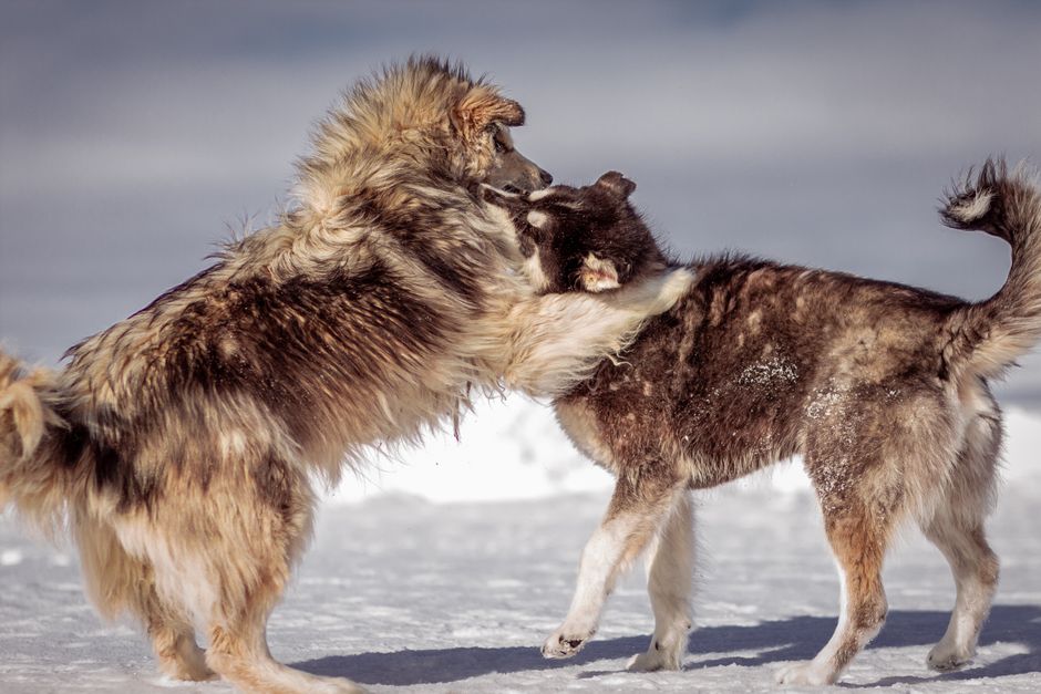 Best Winter Exercise Activities for Huskies