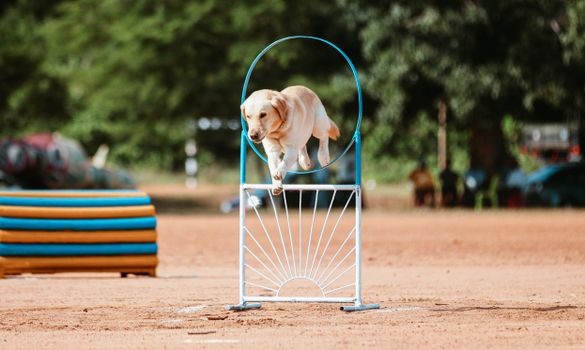 Husky Agility Training: Complete Guide for Owners