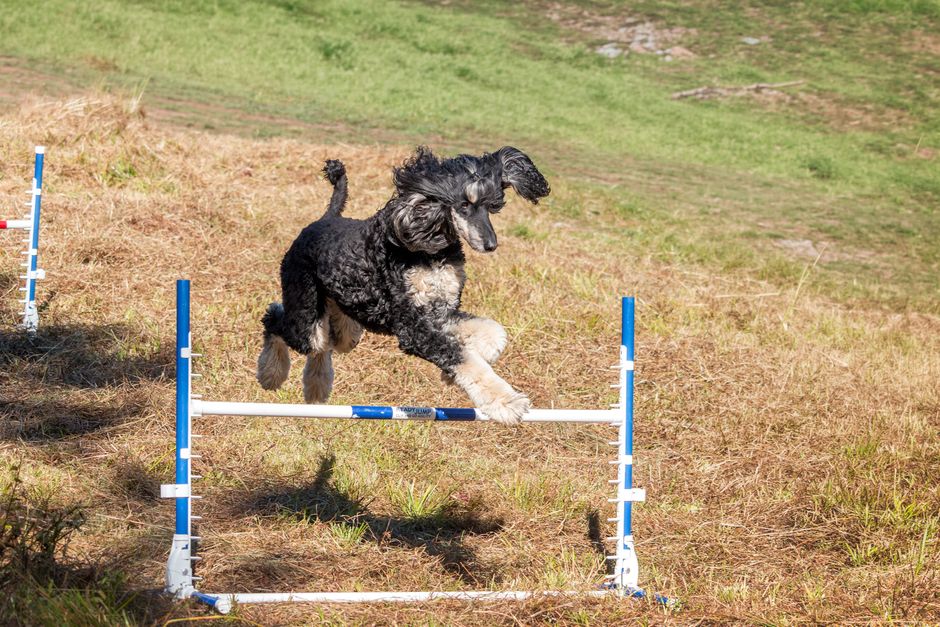 Introduction to Agility Training for Siberian Huskies